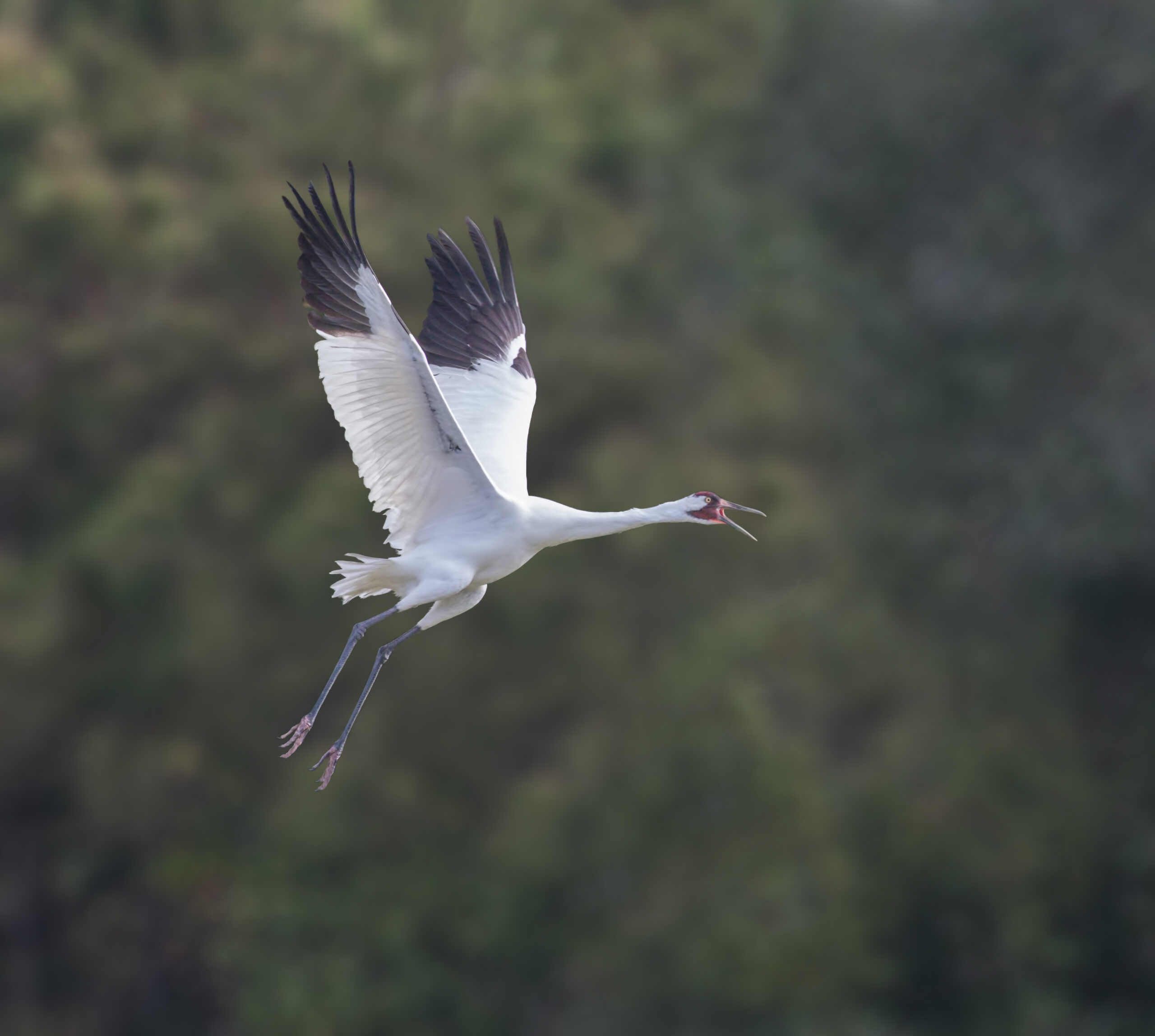 Siren Squawk - An adult whooping crane sounds the alarm with a squawk to other family members about nearby danger and takes flight. Stay at Hidden Oak RV Resort