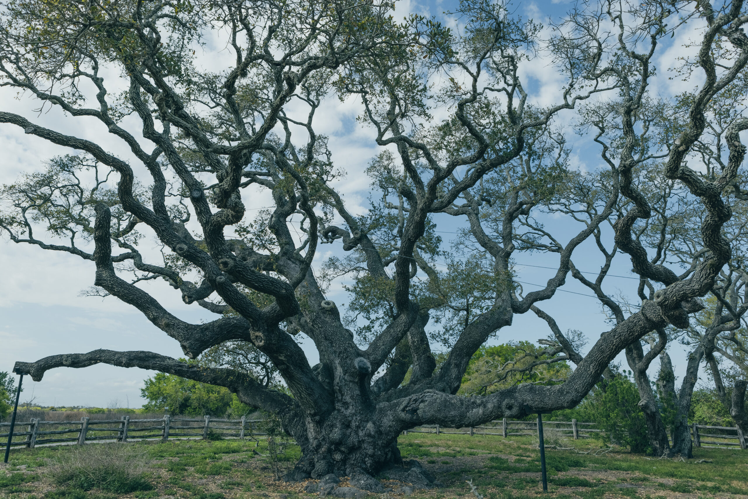 Don't wait another 1000 years to see this tree in Rockport, stay at Hidden Oak RV Resort